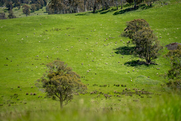 Flock of Sheep Graze on a Lush Green Hillside in Rural Australia. Highlighting Sustainable Pasture...