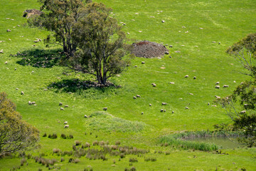 Flock of Sheep Graze on a Lush Green Hillside in Rural Australia. Highlighting Sustainable Pasture...