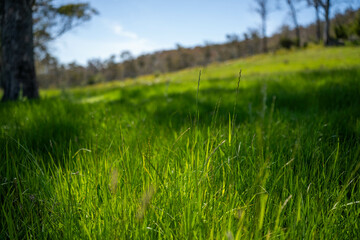 Flock of Sheep Graze on a Lush Green Hillside in Rural Australia. Highlighting Sustainable Pasture Management, Merino sheep, grazing and eating grass in New zealand and Australia
