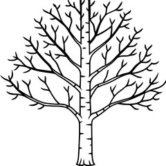 Birch line art vector