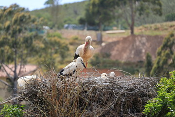 Storks raising their young in the Algarve, Portugal  