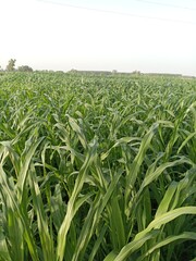 Lush Sorghum Field