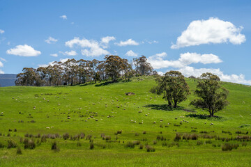 Flock of Sheep Graze on a Lush Green Hillside in Rural Australia. Highlighting Sustainable Pasture...
