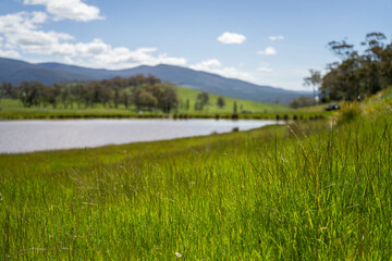 Green Pasture crop farm practicing Sustainable agriculture the Future of Regenerative Farming in Australia. Showcasing Healthy Land Management, Environmental Stewardship, and Thriving Rural Landscapes