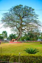 A large tree with a sprawling branches from the ground. The Sixty Dome Mosque City of Bagerhat