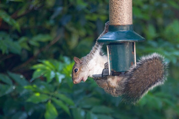 A grey squirrel hangs from a bird feeder