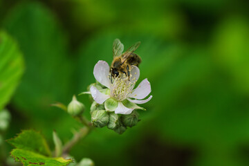 A Bee Buzzing While Pollinating a Colorful Flower in Natures Beautiful Garden Setting