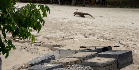 Komodo on Komodo Island, Indonesia