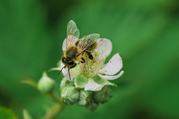 A Bee Buzzing While Pollinating a Colorful Flower in Natures Beautiful Garden Setting