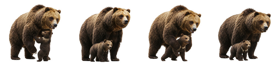 Fototapeta premium Brown Bear Mother Walking with Cub Transparent Background