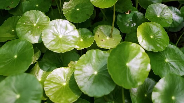 Close-up view of many Gotu Kola leaves with circular shapes and vibrant green color growing together, providing a fresh and natural aesthetic appeal