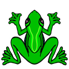 hand-drawn cartoon figure of a green frog from above, to learn drawing and illustration about amphibian animals and introduction to aquatic fauna.