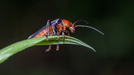 green shield bug
