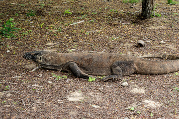 Komodo on Komodo Island, Indonesia