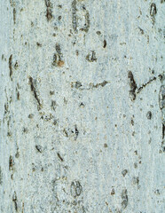 white wood  tree texture 
