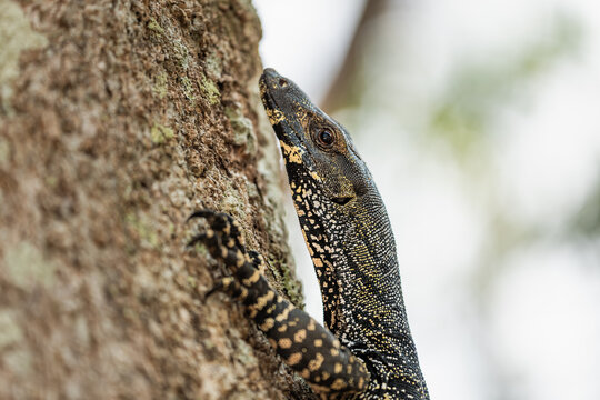 Fototapeta Goanna climbing a tree