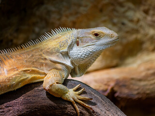 Scincidae: Skinks, a diverse family with smooth, overlapping scales. Many skinks are legless, or have very reduced limbs.   
Varanidae: Monitor lizards,
