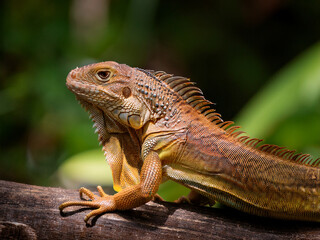 Scincidae: Skinks, a diverse family with smooth, overlapping scales. Many skinks are legless, or...