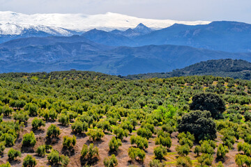 Spain. Granada. Olive trees against the backdrop of the Sierra Nevada mountains