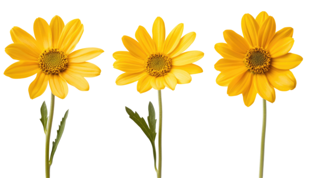 Three yellow daisy flowers with green stems isolated on a black background. - Powered by Adobe