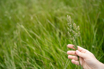 regenerative organic farmer, taking grass tissue samples and looking at plant growth in a farm....