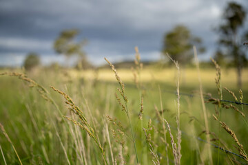 Green Pasture crop farm practicing Sustainable agriculture the Future of Regenerative Farming in...
