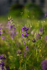 A natural photo of delicate lavender wildflowers in a sunlit field. Soft focus and warm tones evoke a dreamy, tranquil summer mood. Perfect for nature and floral themes.