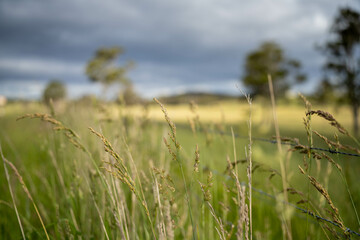farming landscape Australian Farm with lush green native grass, cows in field, Landscape with Gum Trees. Vast Rural Properties and for the Sustainable Regenerative Farming in Australia