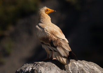 Alimoche