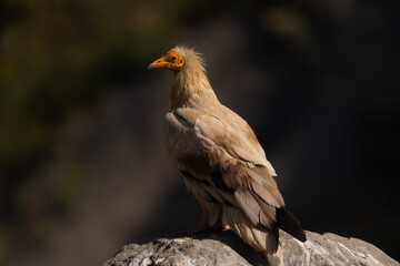 Alimoche