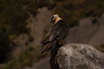 quebrantahuesos, Gypaetus barbatus,Bearded vulture, Gypaète barbu, Gipeto, Bartgeier
