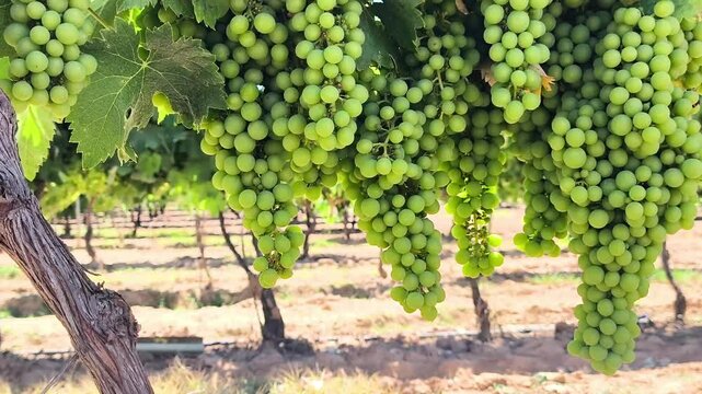 Cosecha de Uvas Gourmet: Calidad y Sabor Premium


