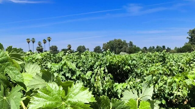 Vi&ntilde;edos de lujo para uvas gourmet comestibles 