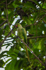 A parrot sitting on a branch, Sri Lanka.