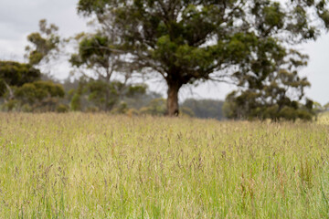 Green Pasture crop farm practicing Sustainable agriculture the Future of Regenerative Farming in...
