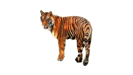 Bengal Tiger (Panthera tigris tigris) Isolated on a White Background with Copy Text Space. Majestic...