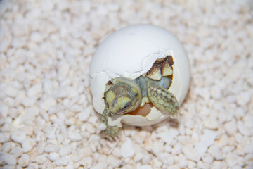 Close-Up of Turtle Hatching from Egg