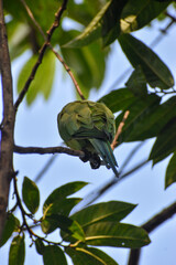 A parrot facing backwards