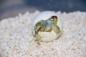 Newborn Turtle Breaking Out of Eggshell