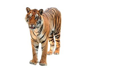 Bengal Tiger (Panthera tigris tigris) Isolated on a White Background with Copy Text Space. Majestic Big Cat Element for Wildlife Posters, Conservation Themes, and Nature-Inspired Designs. 