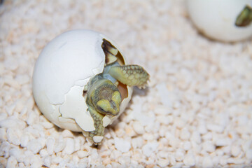 Turtle Hatchlings Emerging from Eggs