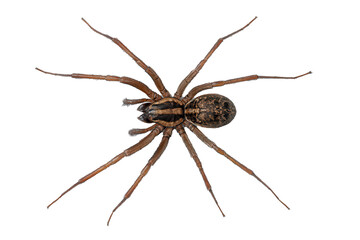 Brown house spider on a white background revealing intricate details of its anatomy in a stunning top view
