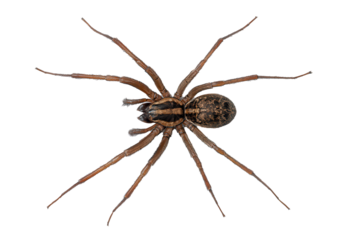 Brown house spider on a white background revealing intricate details of its anatomy in a stunning top view