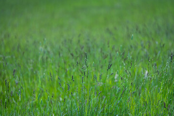 Green Pasture crop farm practicing Sustainable agriculture the Future of Regenerative Farming in...