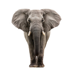 Majestic African elephant standing proud against a clean white backdrop, showcasing elegance and strength in its natural form