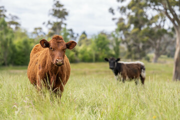 long pasture grass growing with cows in a field, Herd of Healthy Beef Cattle on a Sustainable...