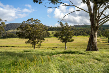 Green Pasture crop farm practicing Sustainable agriculture the Future of Regenerative Farming in...