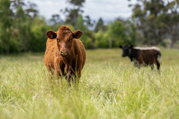 long pasture grass growing with cows in a field, Herd of Healthy Beef Cattle on a Sustainable...