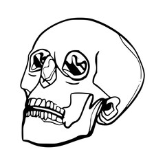 vintage skeleton skull art