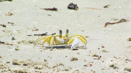 Ghost crab (Ocypode quadrata)